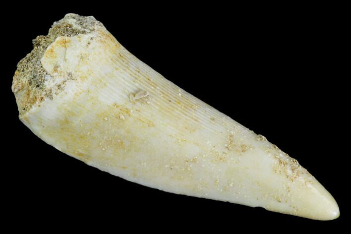 Fossil Fish (Enchodus) Fang - Extinct Bony Fish #105940